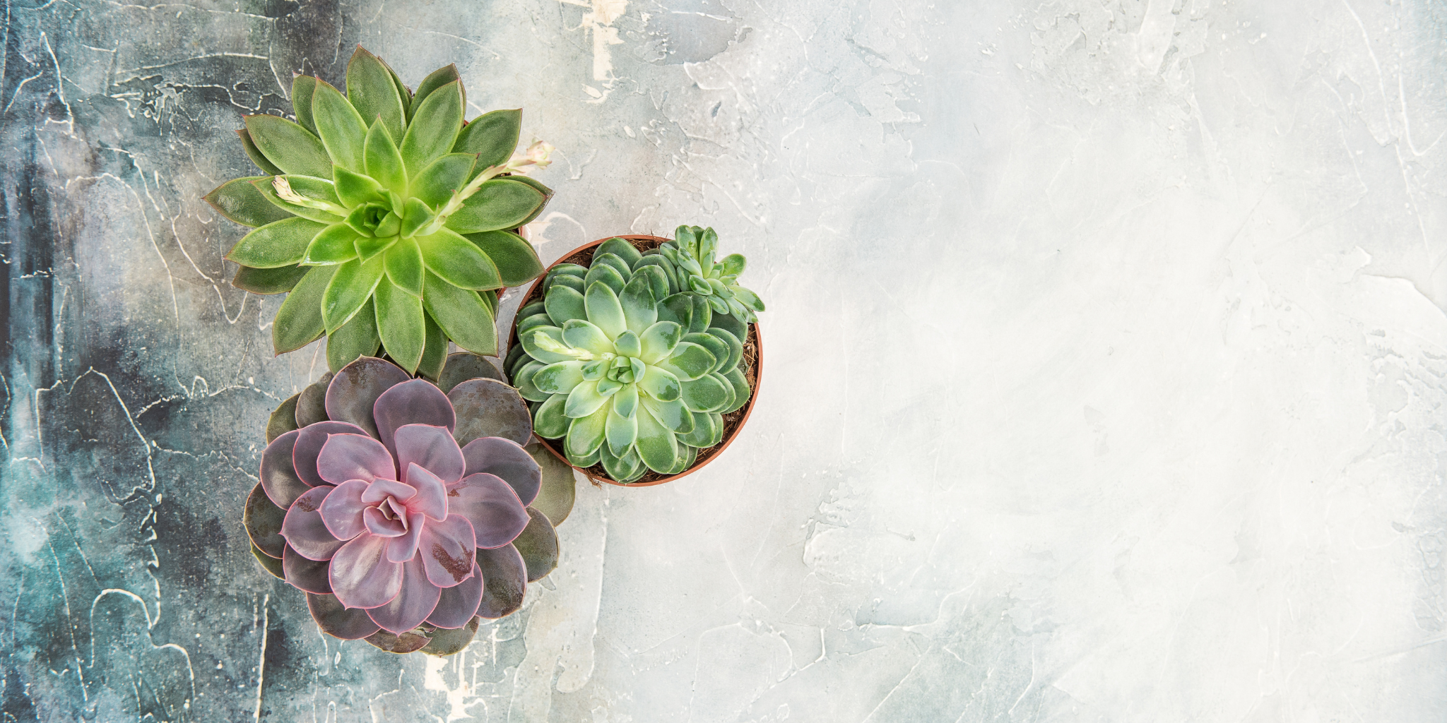 POT BÉBÉ PLANTE MAÏA