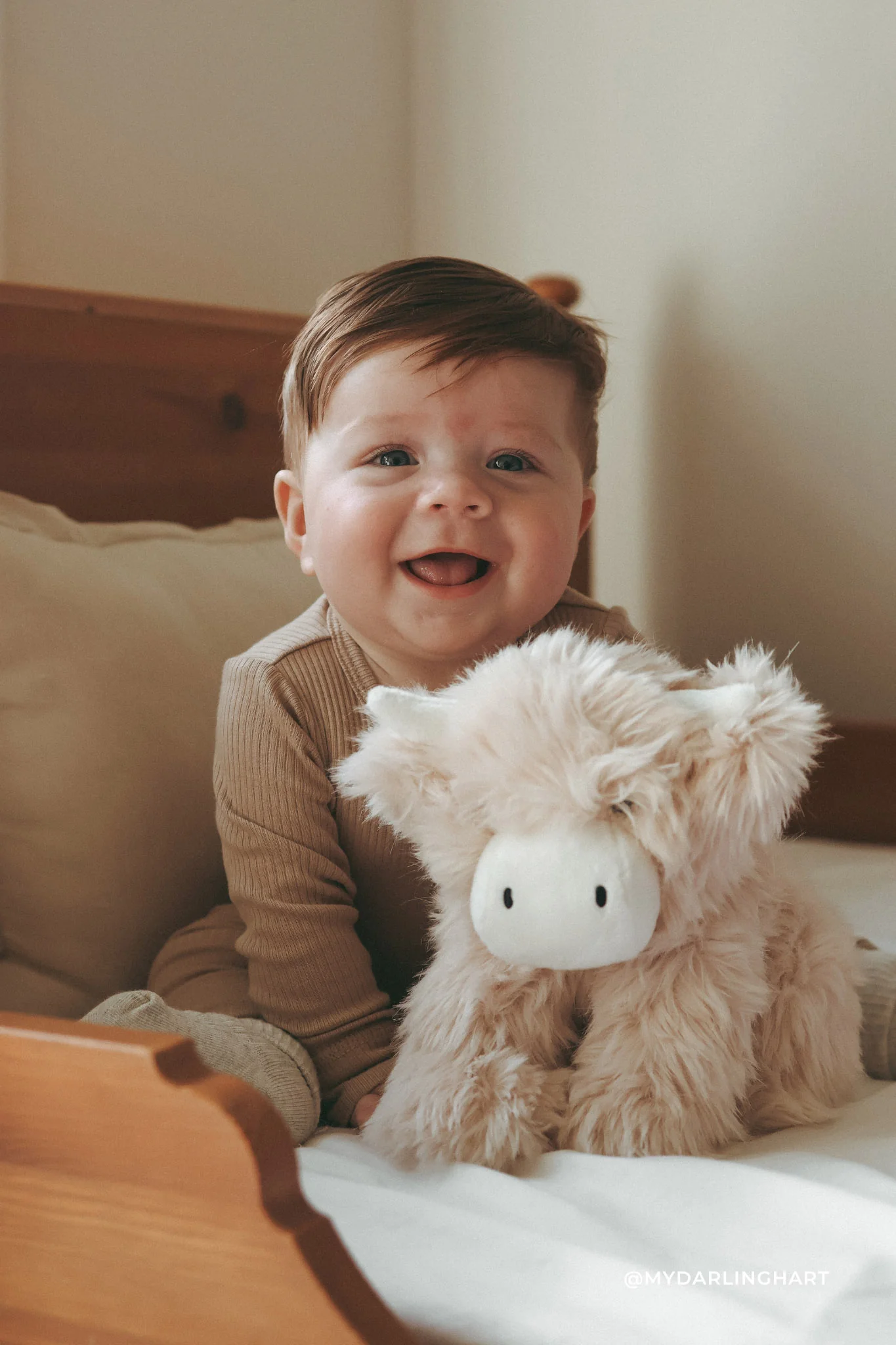 HILDA LA VACHE HIGHLAND - Institut MAIA